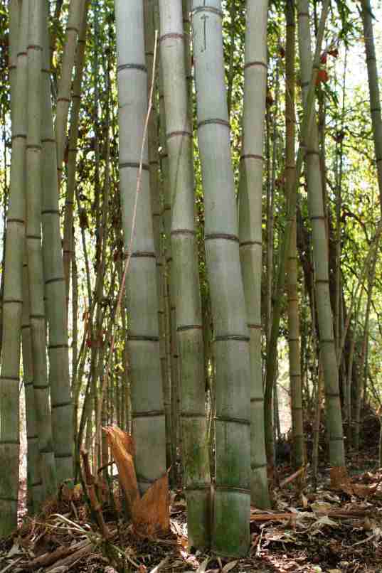 Henon Phyllostachys Nigra Bamboo