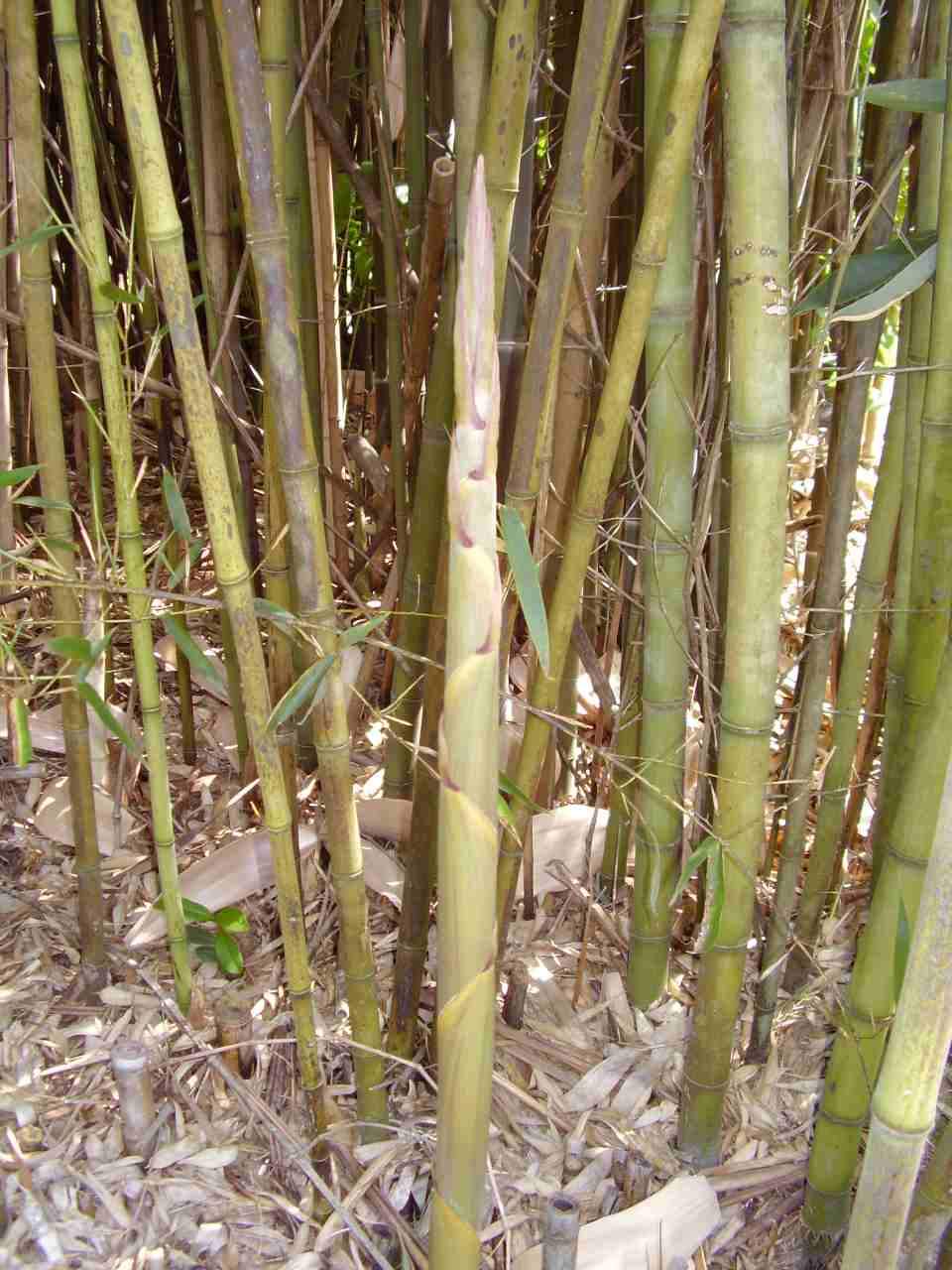 Water Bamboo Phyllostachys Heteroclada