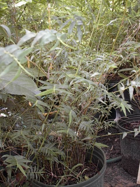 Bamboo Tiny Fern