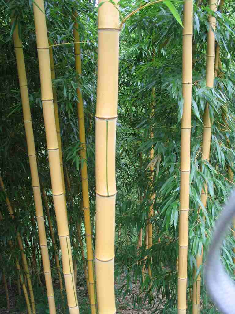 VIVAX GIANT Green Stripe Bamboo