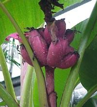 Musa Velutina Banana Tree 1 gallon