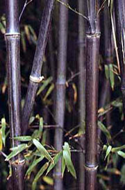 Black Bamboo Phyllostachys Nigra Large