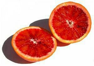 Moro Blood Orange Citrus Tree