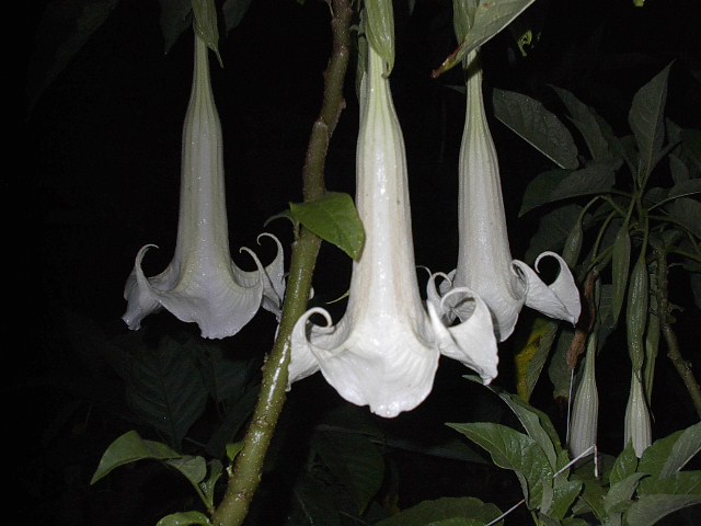 Ecuador White Brugmansia Angel Trumpet