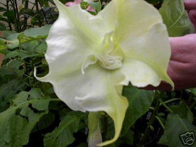Enchanted Double White Brugmansia