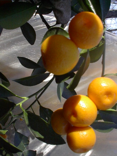Calamondin Miniature Orange Citrus Tree