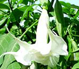 Candida Double White Brugmansia