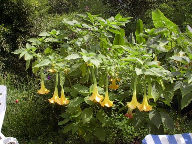 EMBER GLOW Yellow Brugmansia Angel Trumpet Live Plant