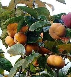 Giant Fuyu Japanese Persimmon Fruit Tree