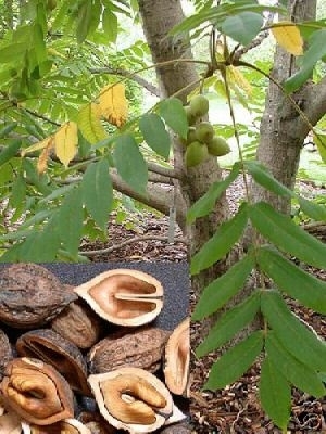 Japanese Heartnut Tree