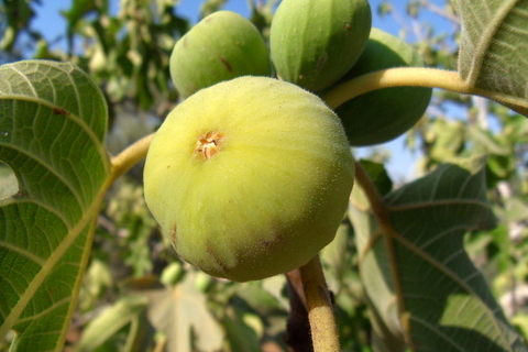 Lemon Fig Tree