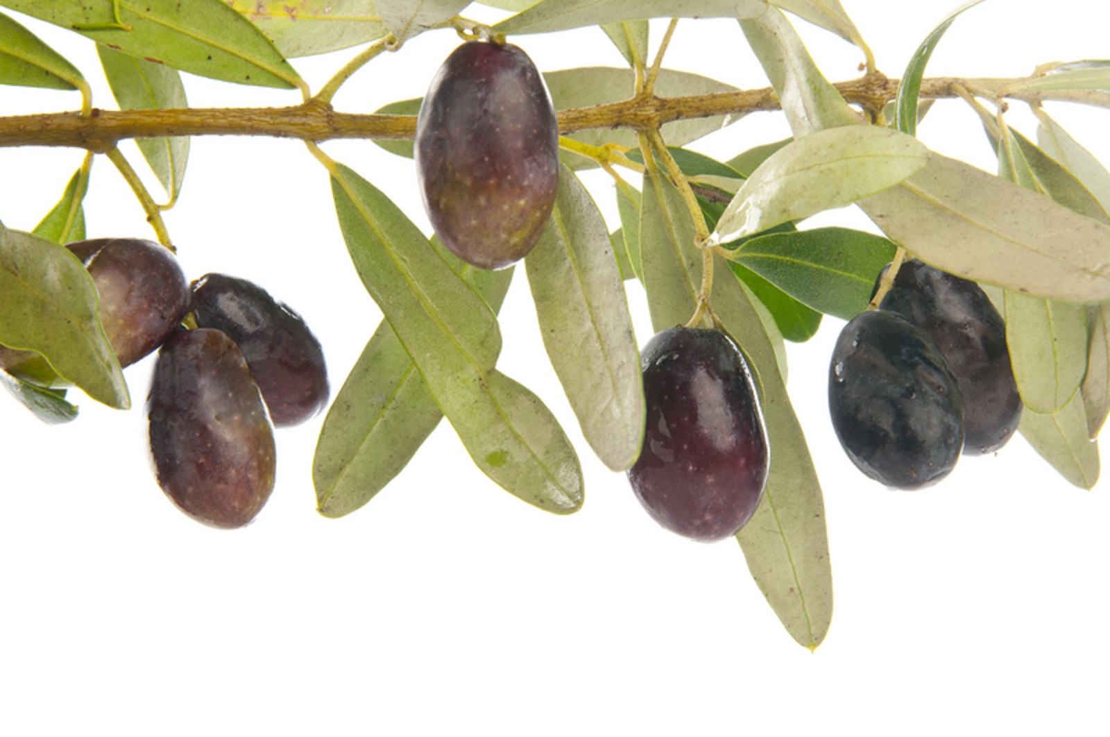 Manzanilla Olive Tree