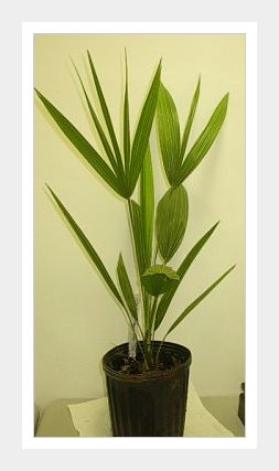 Mediterranean European Fan Palm LIVE Plant Tree 1 gallon Cold Hardy Tropical