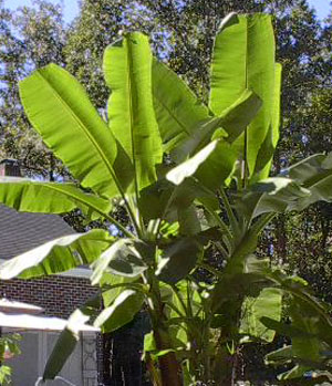 Musa Basjoo Banana Tree