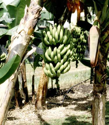 Musa Gran Nain Banana Tree 1 Gallon