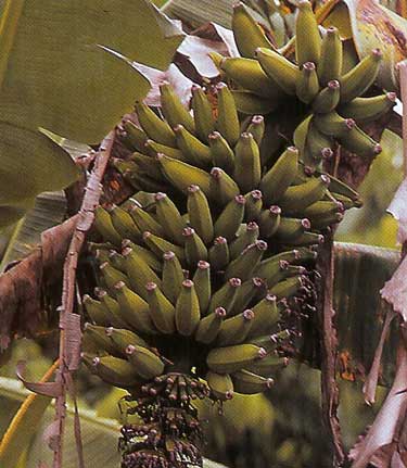 Musa Raja Puri Banana Tree