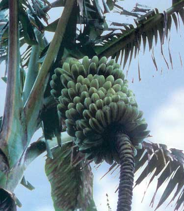 Musa Saba Banana banana tree