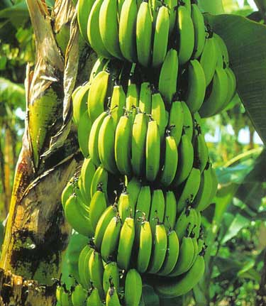 Williams Hybrid Banana Tree Plant 1 Gallon