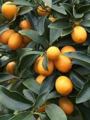 Nagami Kumquat  Citrus Fruit  Tree