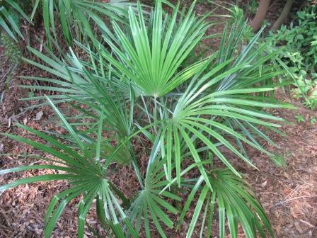 Needle Palm Tree Cold Hardy Tropical Worlds Hardiest Palm 1 Gallon