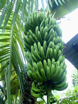Musa Giant Plantain Banana Tree Plant