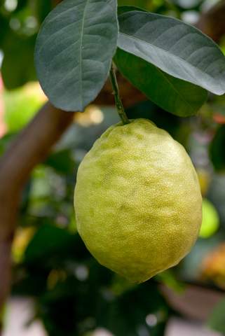 Ponderosa Lemon Citrus Fruit Tree