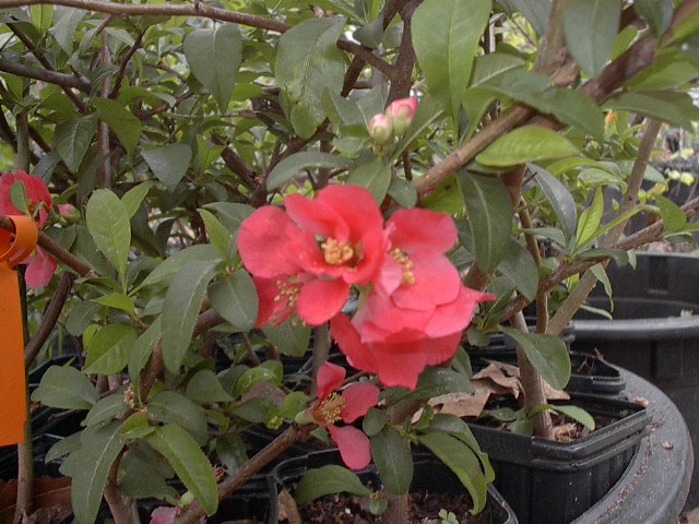 Quince Red Flowering Chaenomeles japonica