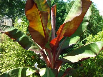 Red Abyssinian Ensete Maurelii Banana M