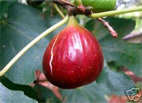 Texas Everbearing Fig Tree