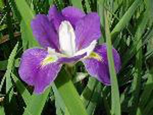 Louisianna Iris Blue and Violet Mixed