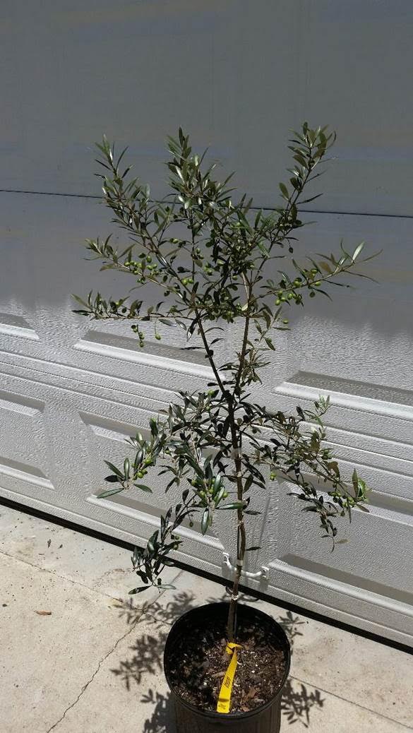 Arbequina Olive Tree 5 Gallon