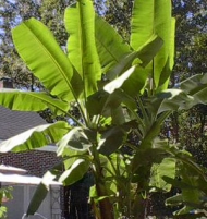 Musa Basjoo Banana Tree Pair