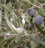 Mission Olive Tree