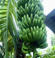 Musa Giant Plantain Banana Tree Plant